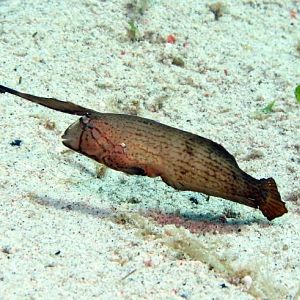 wrasse IMG_5572b