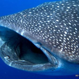 Whale Shark