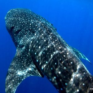 Whale Sharks