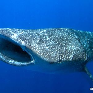 Whale Sharks