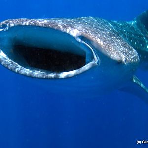 Whale Sharks