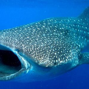 Whale Sharks