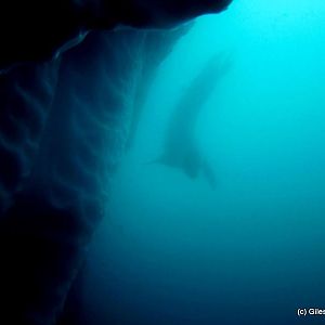Leopard Seal Silhouette