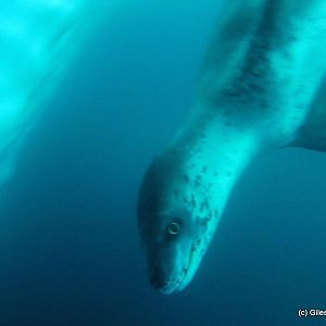 Leopard Seal