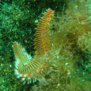 Fireworm