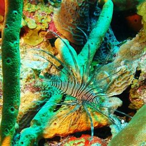 Lionfish