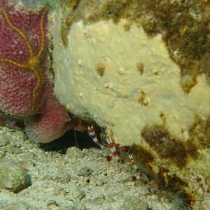 Coral Banded Shrimp