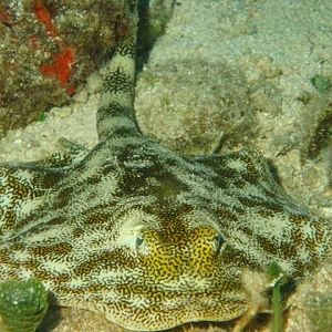 Yellow Sting Ray
