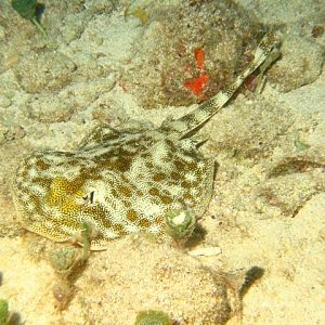 Yellow Sting Ray