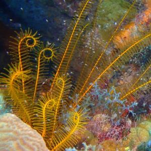 Anyone know what these are?