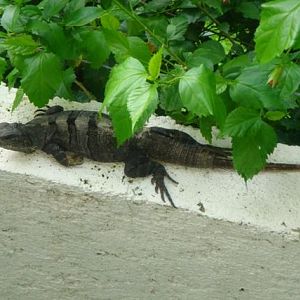 Iguana