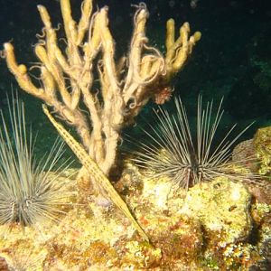 Trumphet fish, urchins and brittle stars