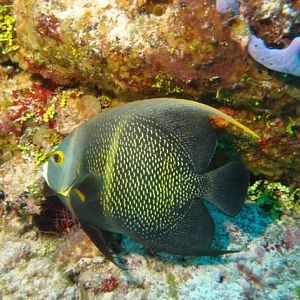 Angelfish
