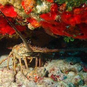 Another large lobster