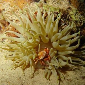 Crab