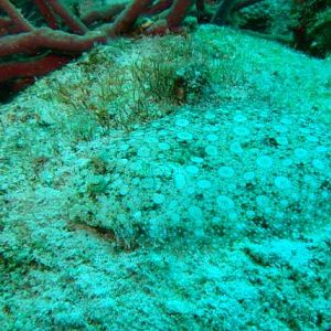 Flounder