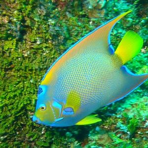 Angelfish