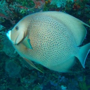 Angelfish