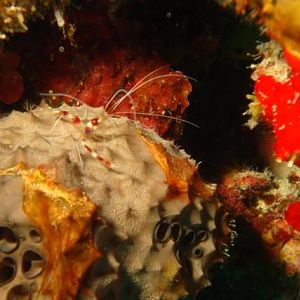 Coral Banded Shrimp