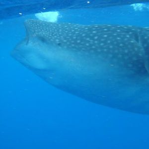 Whale Shark Snorkel