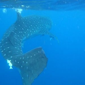 Whale Shark Snorkel
