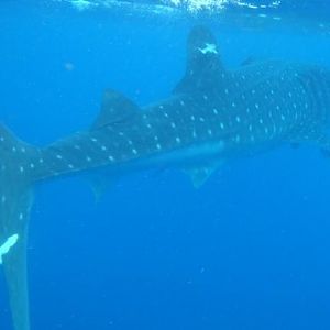 Whale Shark Snorkel