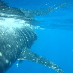 Whale Shark Snorkel