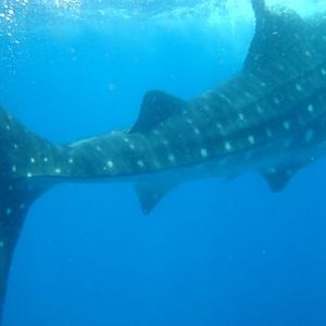 Whale Shark Snorkel