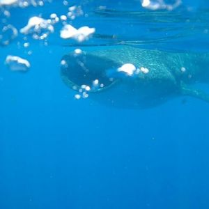 Whale Shark Snorkel