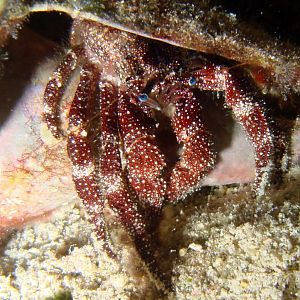 After therapy, Hermit has learned how to come out of his shell