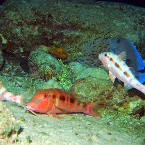Cozumel