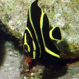 Cozumel