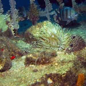 Cozumel