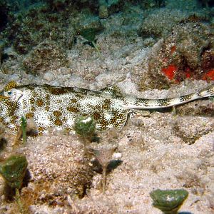 Cozumel