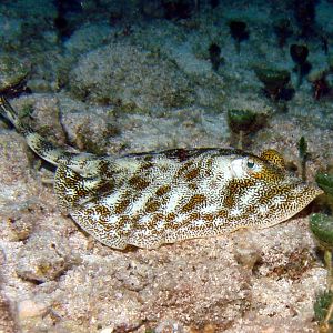 Cozumel