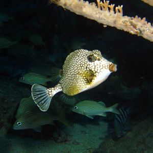 Cozumel