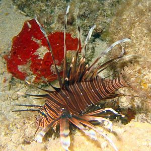 Cozumel