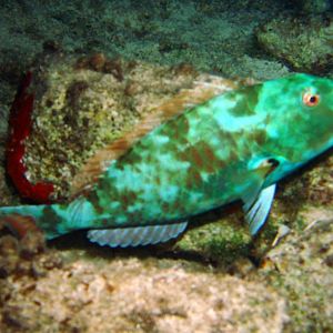 Cozumel