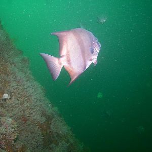 August 2010 - Rig Dive from Freeport