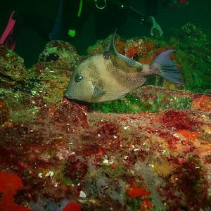 August 2010 - Rig Dive from Freeport