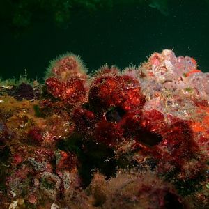 August 2010 - Rig Dive from Freeport
