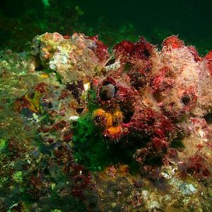 August 2010 - Rig Dive from Freeport