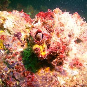 August 2010 - Rig Dive from Freeport