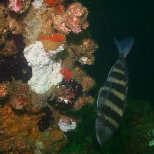 August 2010 - Rig Dive from Freeport