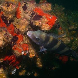 August 2010 - Rig Dive from Freeport