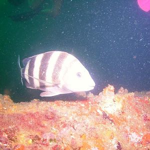 August 2010 - Rig Dive from Freeport
