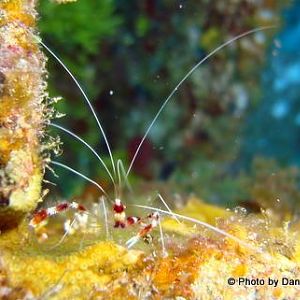 The Barber of Seville