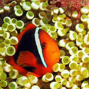 Pic 28 - clownfish