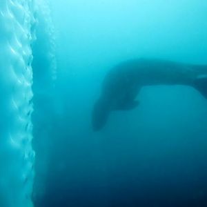 Pic 25 - Leopard Seal