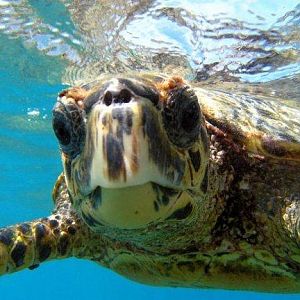Pic 21 - turtle